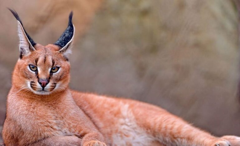 Floppa cat with big ears sitting calmly