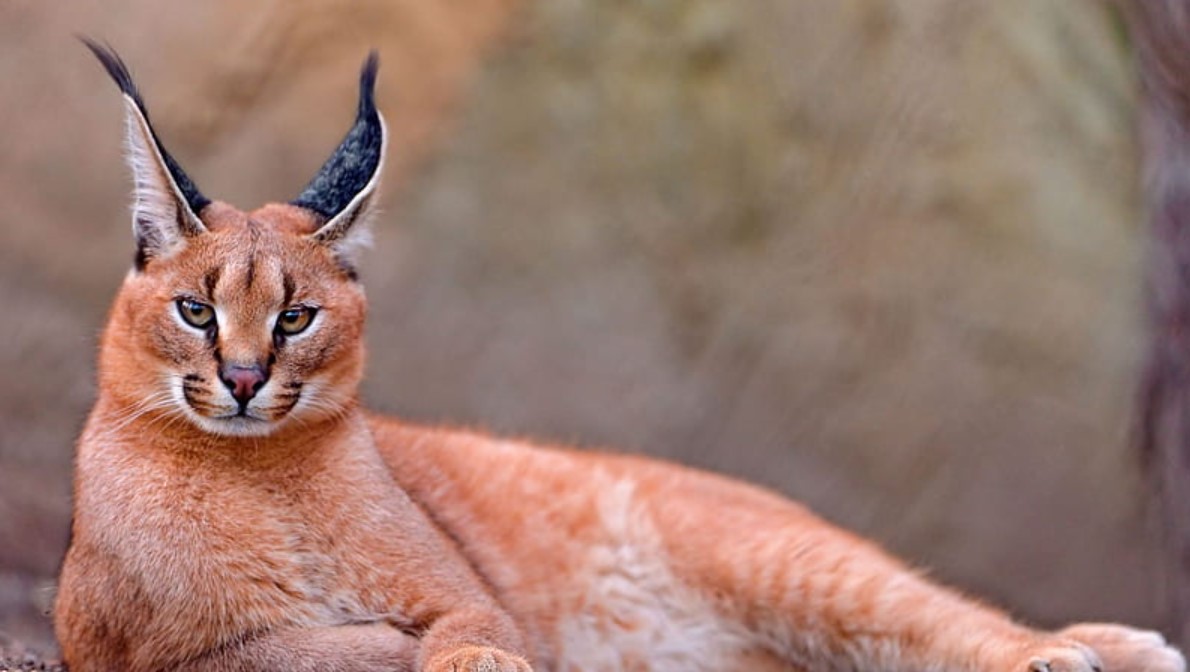 Floppa cat with big ears sitting calmly
