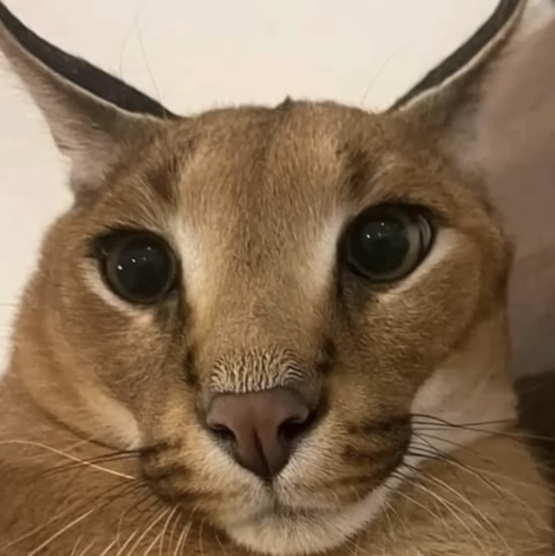 Floppa Cat